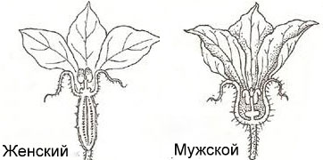 Мужской и женский цветок у огурца