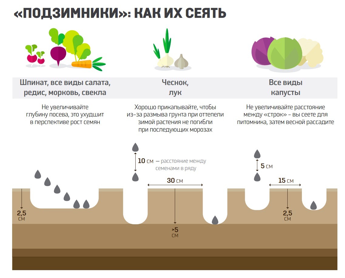 Когда сажать морковь под зиму?