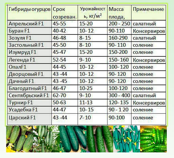 Сорта огурцов