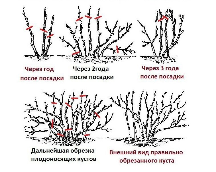 Обрезка косточковых деревьев и кустарников