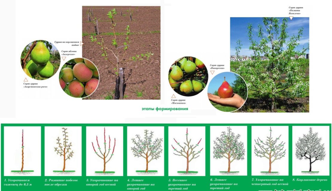 Правила обрезки плодовых деревьев