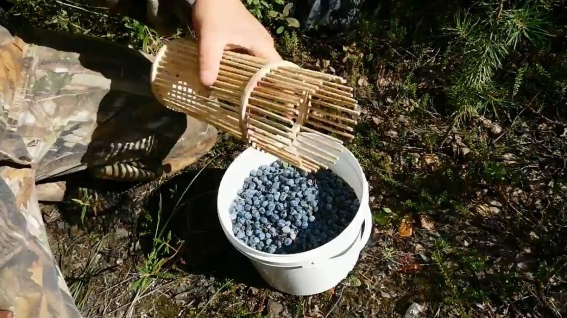 Самодельное приспособление для сбора ягод