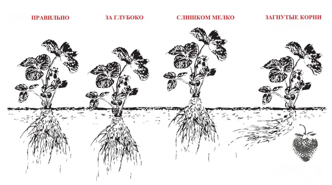 Как правильно посадить клубнику в августе