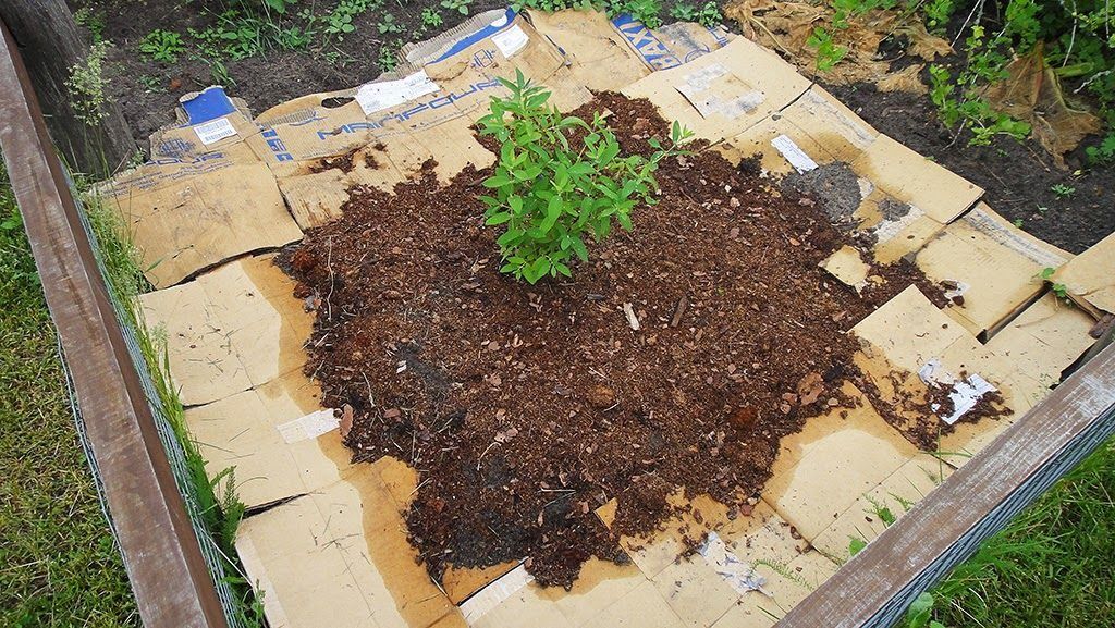 Использование картона и бумаги на даче не по назначению