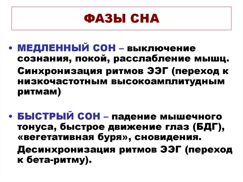 фазы сна